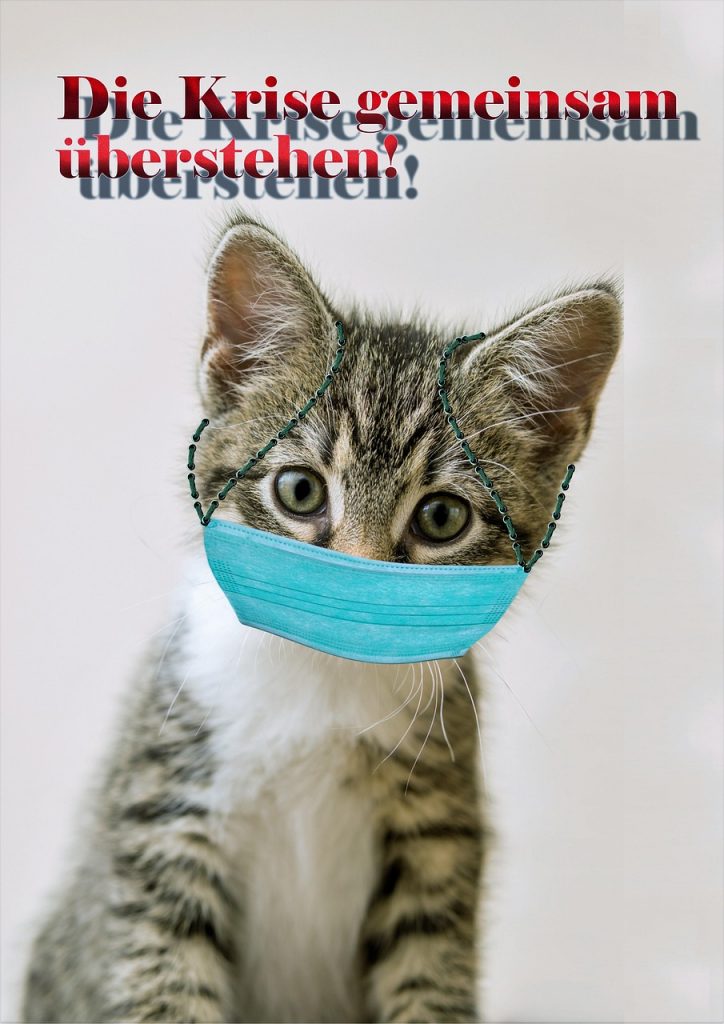 cat, small, kitten, pet, cute, domestic animal, animal, protection, mouth guard, responsibility, help, support, love for animals, animal shelter, fear, animal welfare, active, to take care of, nature, dog, domestic cat, cat eyes